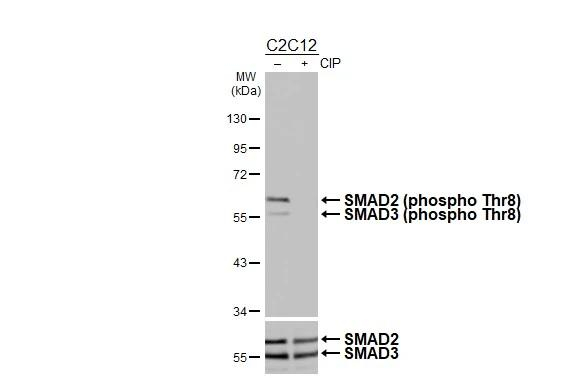 Phospho-SMAD2/SMAD3 (Thr8) Antibody in Western Blot (WB)