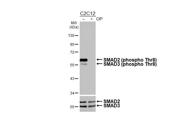 Phospho-SMAD2/SMAD3 (Thr8) Antibody in Western Blot (WB)