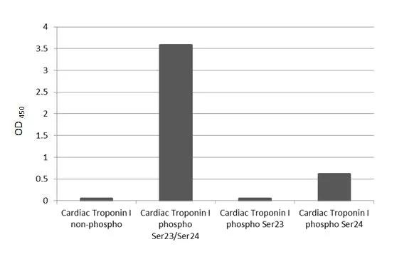 Phospho-Cardiac Troponin I (Ser23, Ser24) Antibody in ELISA (ELISA)