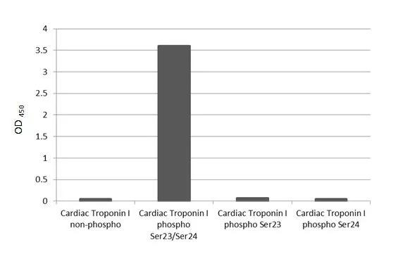 Phospho-Cardiac Troponin I (Ser23, Ser24) Antibody in ELISA (ELISA)