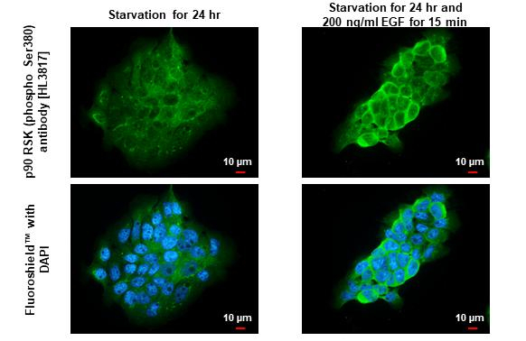 Phospho-RSK1 (Ser380) Antibody in Immunocytochemistry (ICC/IF)