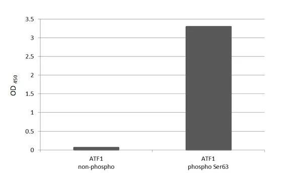 Phospho-ATF1 (Ser63) Antibody in ELISA (ELISA)