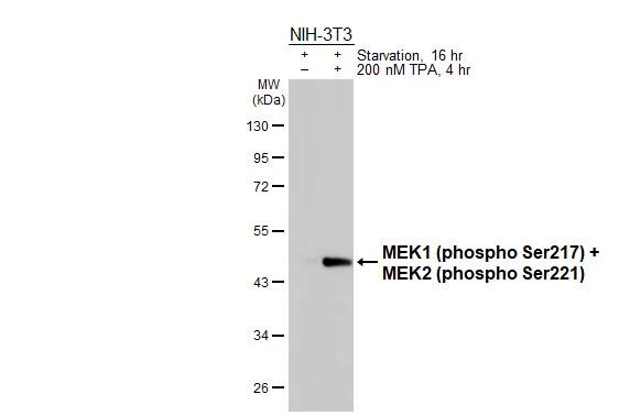 Phospho-MEK1/MEK2 (Ser217, Ser221) Antibody in Western Blot (WB)