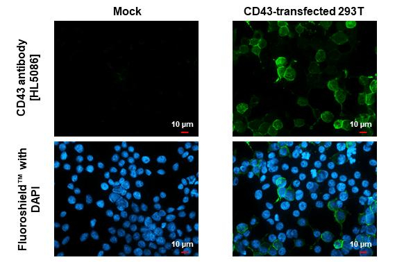CD43 Antibody in Immunocytochemistry (ICC/IF)