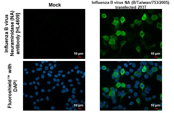 Influenza B NA Antibody in Immunocytochemistry (ICC/IF)