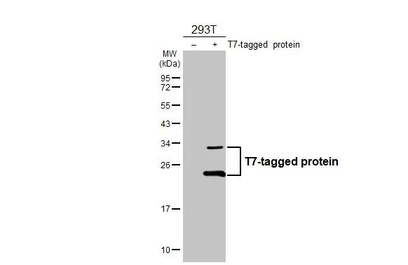 T7 Tag Antibody in Western Blot (WB)