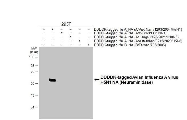 Avian Influenza H5N1 Neuraminidase Antibody in Western Blot (WB)