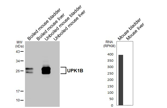 UPK1B Antibody in Western Blot (WB)