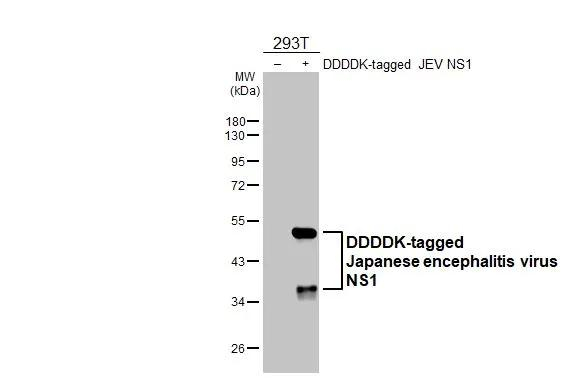 Japanese Encephalitis Virus NS1 Antibody in Western Blot (WB)