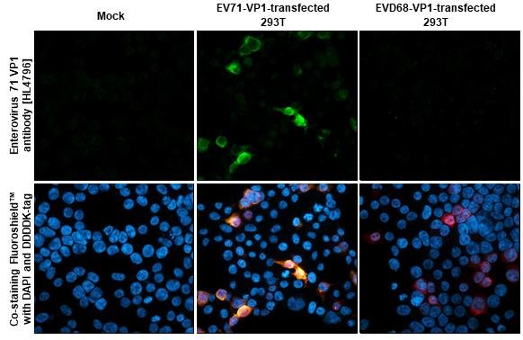 Enterovirus 71 VP1 Antibody in Immunocytochemistry (ICC/IF)