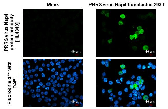 PRRS Virus Nsp4 Protein Antibody in Immunocytochemistry (ICC/IF)