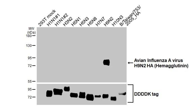 Influenza A H9N2 HA Antibody in Western Blot (WB)