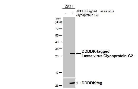 Lassa Virus Glycoprotein G2 Antibody in Western Blot (WB)