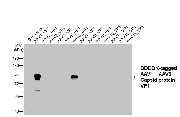 AAV1/6 Virus VP1/2/3 Antibody in Western Blot (WB)