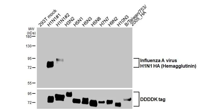 Influenza A H1N1 HA Antibody in Western Blot (WB)