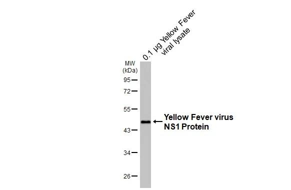 Yellow Fever Virus NS1 Antibody in Western Blot (WB)
