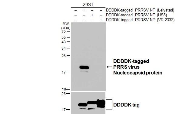 PRRS Virus Nucleocapsid Protein Antibody in Western Blot (WB)