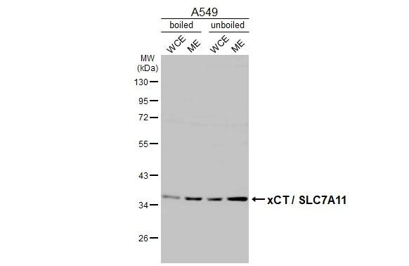 SLC7A11 Antibody in Western Blot (WB)