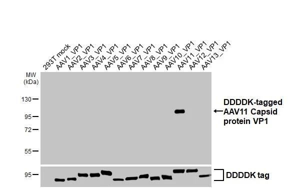 AAV11 Virus VP1/2/3 Antibody in Western Blot (WB)