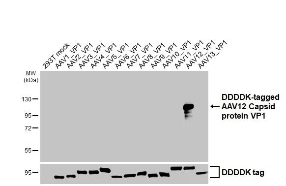 AAV12 Virus VP1/2/3 Antibody in Western Blot (WB)