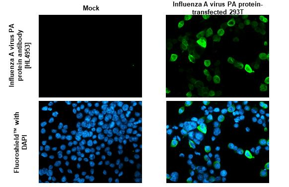 Influenza A PA Antibody in Immunocytochemistry (ICC/IF)
