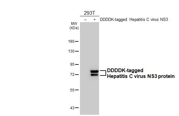 Hepatitis C Virus NS3 Antibody in Western Blot (WB)