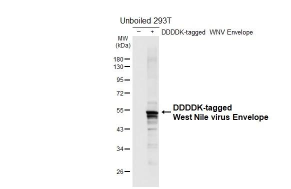 West Nile Virus Envelope Antibody in Western Blot (WB)