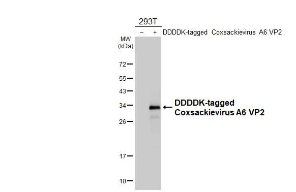 Coxsackievirus A6 VP2 Antibody in Western Blot (WB)