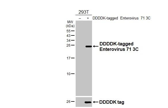Enterovirus 71 3C Antibody in Western Blot (WB)