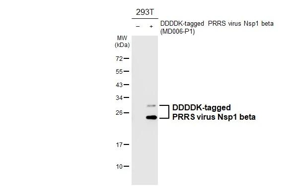 PRRS Virus Nsp1 beta Protein Antibody in Western Blot (WB)