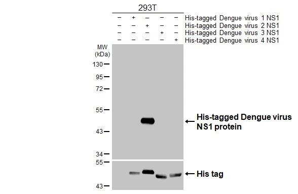 Dengue Virus Type 2/3/4 NS1 Antibody in Western Blot (WB)