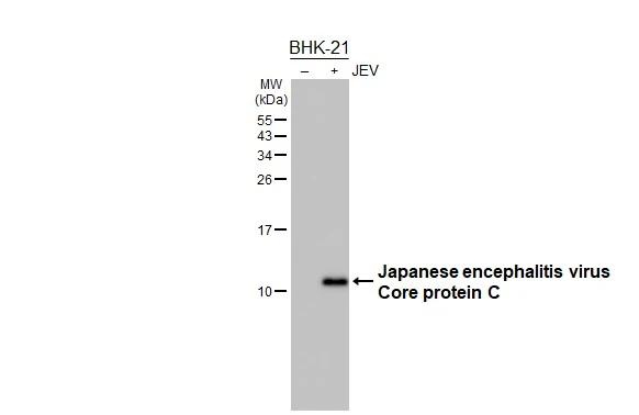 Japanese Encephalitis Virus Core Protein C Antibody in Western Blot (WB)
