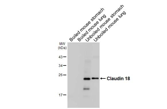 Claudin 18 Antibody in Western Blot (WB)