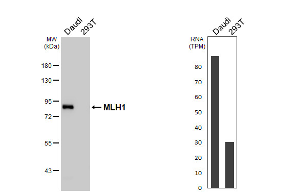 MLH1 Antibody in Western Blot (WB)
