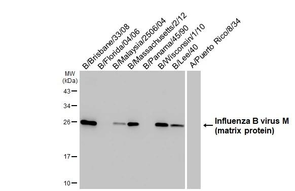 Influenza B M Antibody in Western Blot (WB)