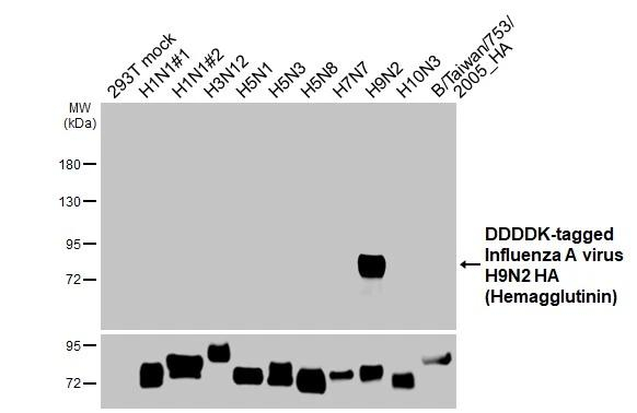 Influenza A H9N2 HA Antibody in Western Blot (WB)