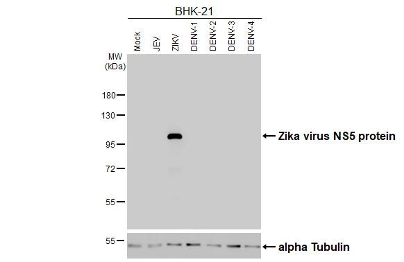 Zika Virus NS5 Antibody in Western Blot (WB)