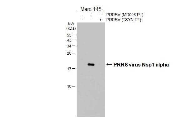 PRRS Virus Nsp1 alpha Protein Antibody in Western Blot (WB)