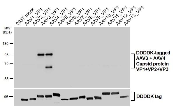 AAV3/4 Virus VP1/2/3 Antibody in Western Blot (WB)
