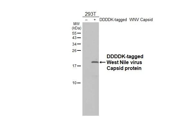 West Nile Virus Capsid Protein C Antibody in Western Blot (WB)