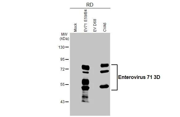 Enterovirus 71 3D Antibody in Western Blot (WB)