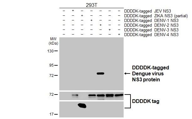 Dengue Virus Type 2/3/4 NS3 Antibody in Western Blot (WB)