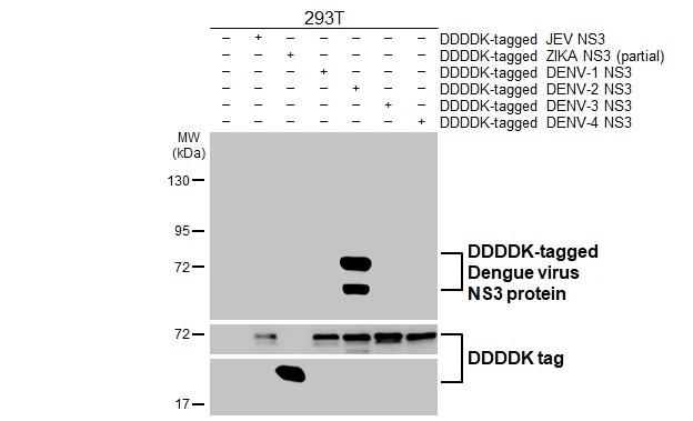 Dengue Virus Type 2/4 NS3 Antibody in Western Blot (WB)