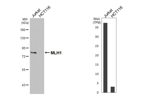 MLH1 Antibody in Western Blot (WB)