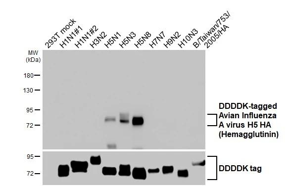 Avian Influenza A H5 HA Antibody in Western Blot (WB)