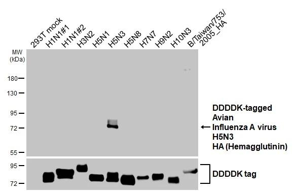 Avian Influenza H5N3 HA Antibody in Western Blot (WB)