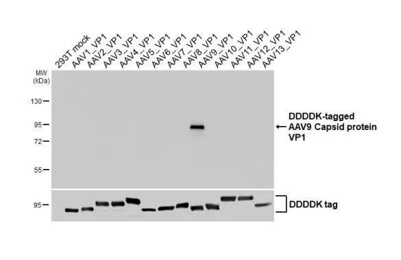 AAV9 Virus VP1/2/3 Antibody in Western Blot (WB)