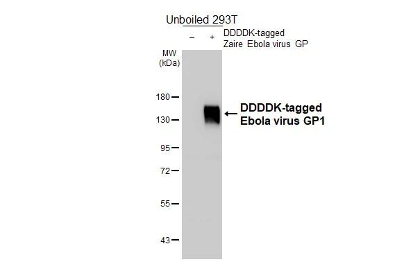 Ebola Virus GP1 Antibody in Western Blot (WB)