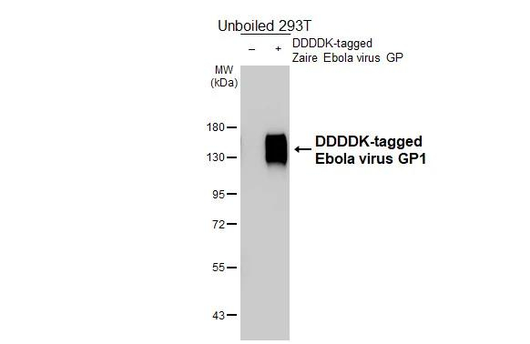 Ebola Virus GP1 Antibody in Western Blot (WB)