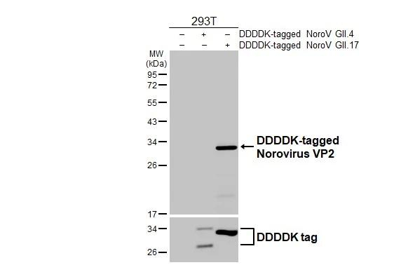 Norovirus VP2 Antibody in Western Blot (WB)